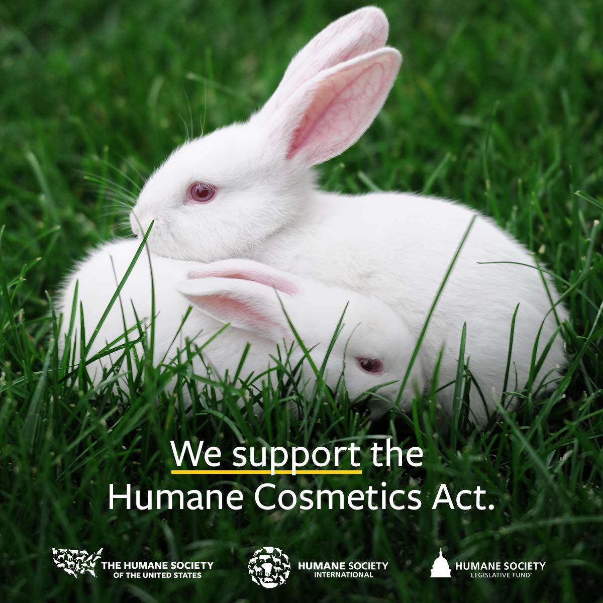 US Organic 100% Pure Lemongrass Essential Oil, USDA Certified Organic, Undiluted, Therapeutic Grade, Steam Distilled, for Aromatherapy, Freshening, and DIY Personal Care (10ml, Pack of 2)