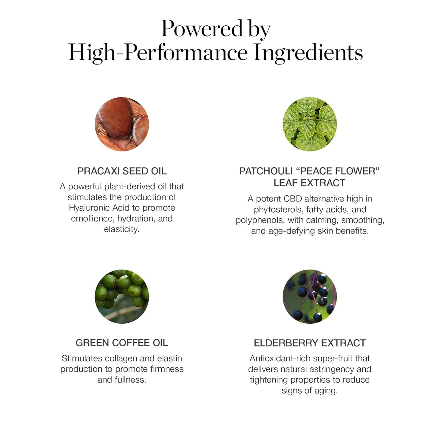 Ogee Sculpted Complexion Foundation Stick (Ginkgo 5.00N - Medium Tan, Neutral Undertones) Full Coverage Foundation Makeup - Instantly Balance & Even Complexion - 70% Organic Ingredients