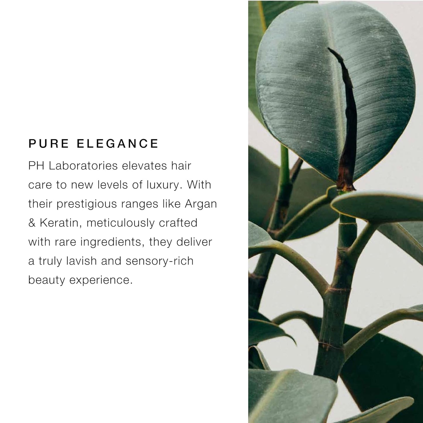 pH PURE HAIR Repair Moisturizing Shampoo 13.5 Oz - Hydrating Shampoo for Dry, Damaged & Color-Treated Hair - Revitalizing, Nourishing Formula to Restore Softness, Shine & Strength