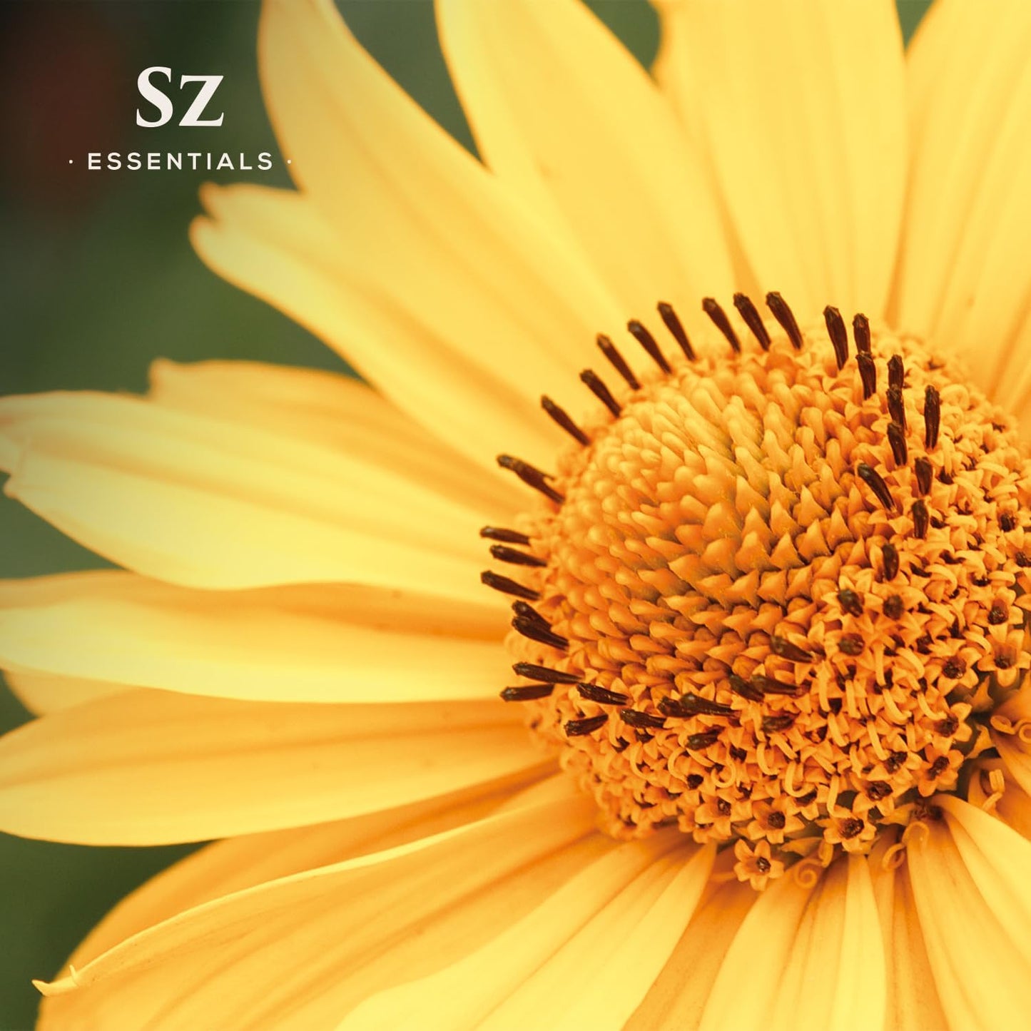 Arnica Essential Oil (Arnica Montana) – Therapeutic Grade, 100% Pure & Undiluted with Fresh Herbal Aroma for Soothing Relief, Aromatherapy, Muscle Recovery & Skin Care - Vegan 0.17 oz