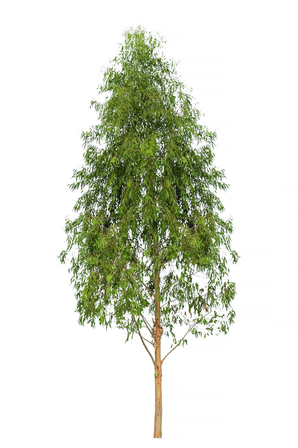 US Organic 100% Pure Eucalyptus Essential Oil (Radiata) - USDA Certified Organic, Steam Distilled - W/Euro droppers (More Size Variations Available) (15 ml / .5 fl oz)